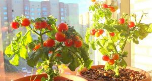 Как да отглеждаме чери домати в домашни условия?