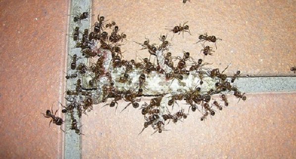 За борба с мравки бълхи и хлебарки