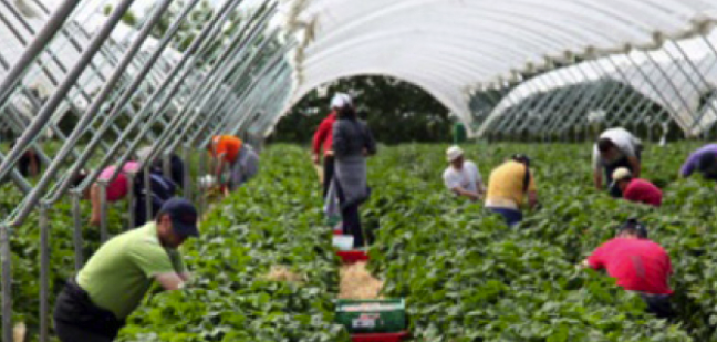 как живеят робите от България в Южна Италия