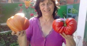 Леля Руми от Сандански ползва много проста рецепта за доматите