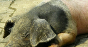 Поголовна сеч на 17 000 свине в Николово