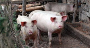 Свиневъдите блокират България