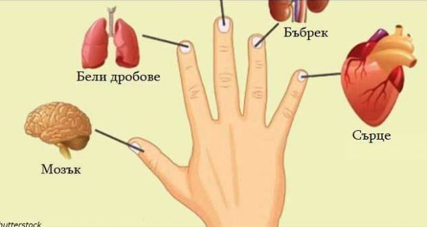 Всеки пръст е свързан с два органа