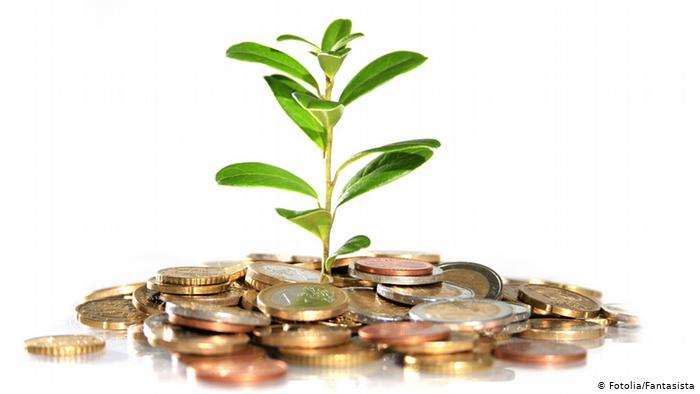 4 зелени магнита за пари у дома - растенията, които ще ни направят богати, ако ги засадим вкъщи