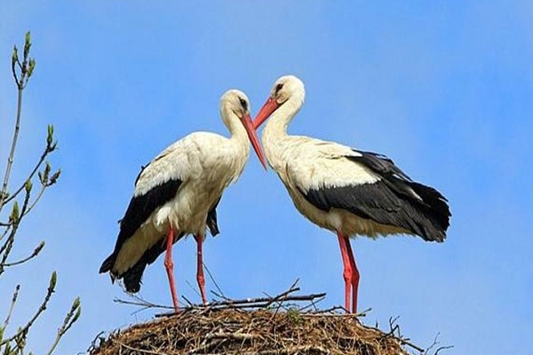 Щъркел прелита 13 000 километра всяка година, за да бъде с дамата на сърцето си, която не може да лети