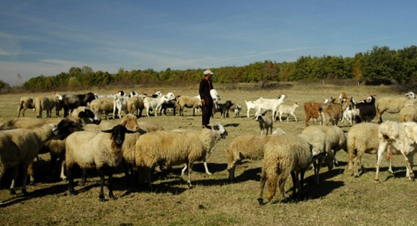 Дават 2000 лева заплата за овчар