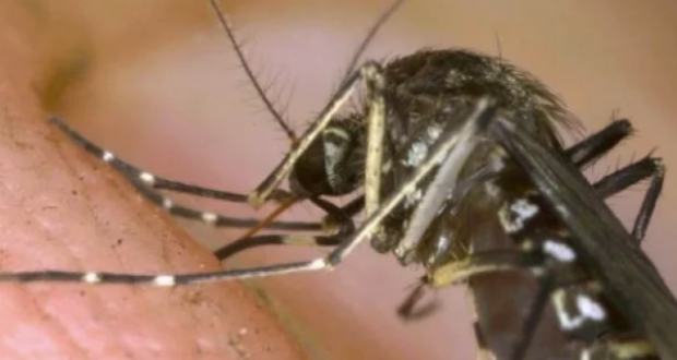 как комарите да не ни хапят