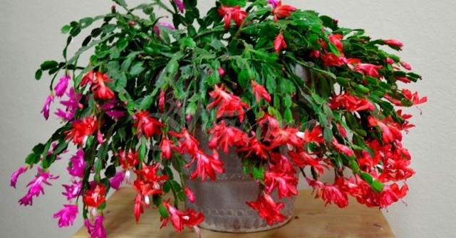 Коледничето ще се отрупа в цвят до зимата дори досега да не е цъфтяло. Просто спазвайте тези простички правила: