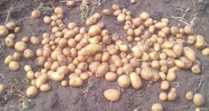 да запазим картофите за зимата