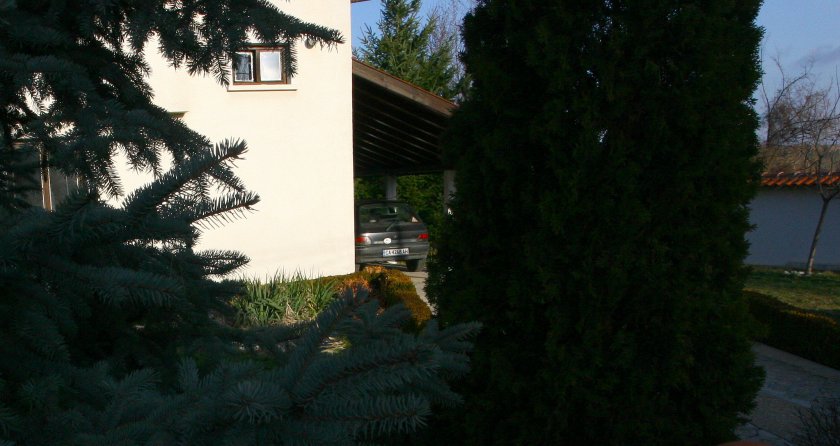 Вальо Топлото подрязва храсти