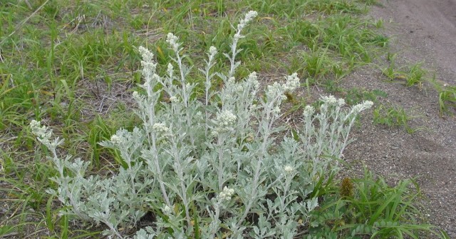 Тъпчем го под краката си а е по-ценно от злато: За 16 часа това невзрачно наглед растение убива 98% от раковите клетки!