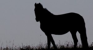 Накъде гледа конят – Тест който казва истината за вас според отговора който дадете