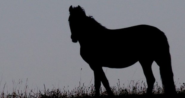 Накъде гледа конят – Тест който казва истината за вас според отговора който дадете
