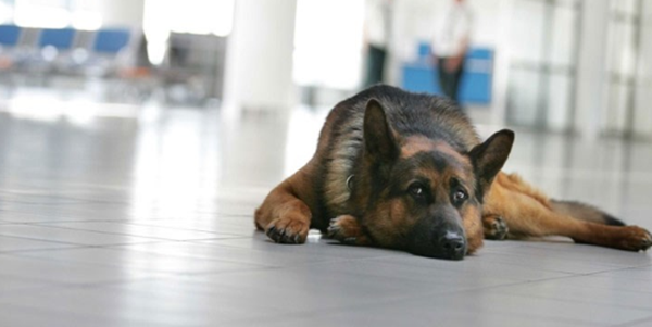МВР дава 110 бона за служебните кучета