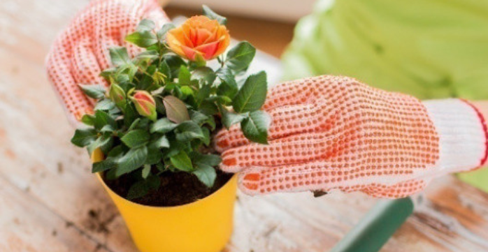 не носете тези цветя в дома си