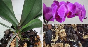 Мини орхидея Фаленопсис: 5 безценни съвета