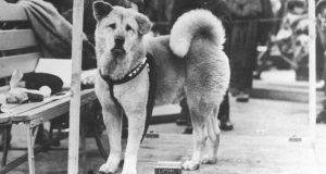 Кучето Хачико от гара Шибуя – история за безграничната преданост и вечната вярност