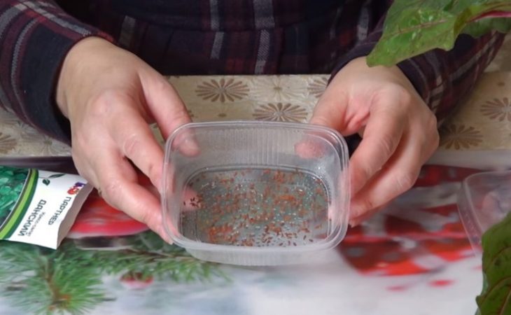 Прясна салата на прозореца за 12 дни! Пушачите и онкоболните трябва да ядат всеки ден от това растение (СНИМКИ)