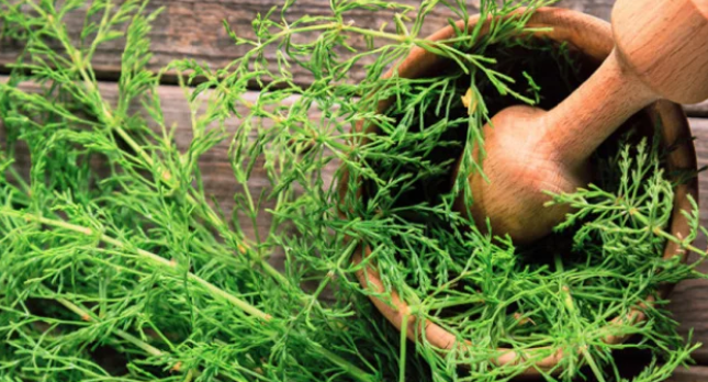 Една от най-популярните билки в България