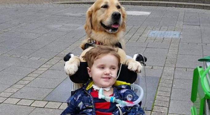 Кучето сложи лапа на ръката на умиращо момче