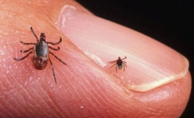Прост трик ще ви избави от кърлежите! Ще ви подминават като малка гара