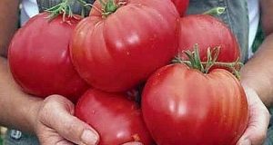 Ето как да отгледате едри домати които не се напукват
