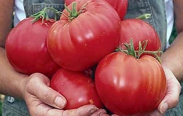 Ето как да отгледате едри домати които не се напукват