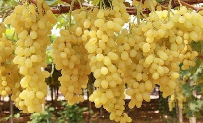 Ето така вече трета година асмата на двора натежава от плод наесен (по 800 гр. на чепка)