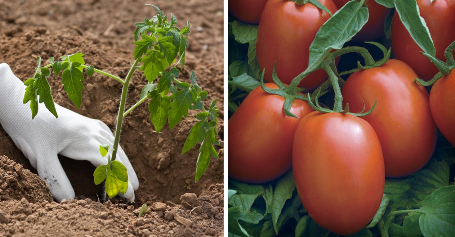 Трик в зеленчуковата градина за богата реколта от домати