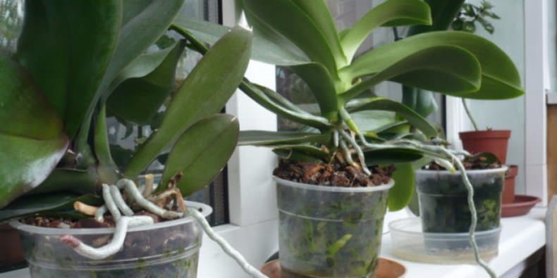 Какво да правим ако орхидеята не иска да цъфти-Супер прост способ който я кара бързо да цъфне