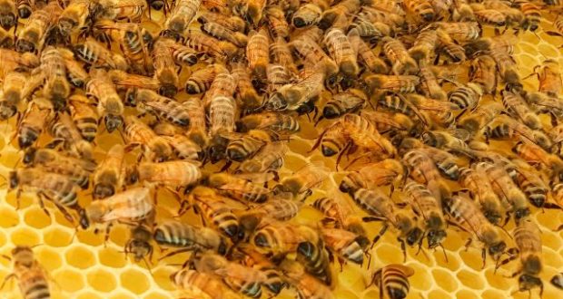 ДА СЕ ЗНАЕ: Пчелата е най-важното живо същество на Земята