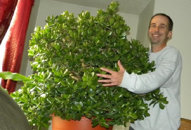 Ето как да се грижите за дървото на парите