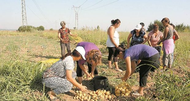 Роми произведоха и дариха 10 тона картофи