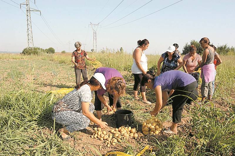 Роми произведоха и дариха 10 тона картофи