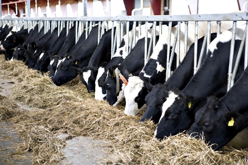 Бизнесмен дава 3 бона заплата в кравеферма за хора без образование с бонус безплатна квартира но мераклии няма