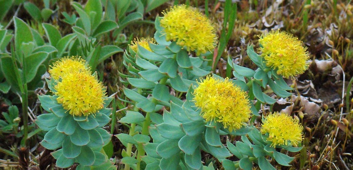 Безценната билка на прабългарите за която се носят легенди