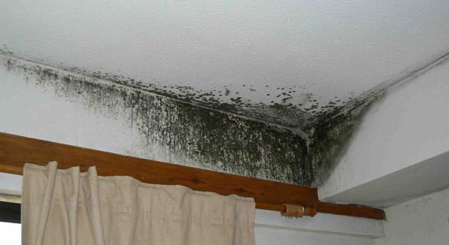 Толкова се притесних когато открих мухъл в жилището но добре че съседката ми е умница