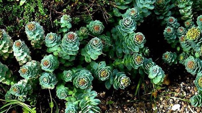 Билка ползвана от прабългарите лекува редица болежки