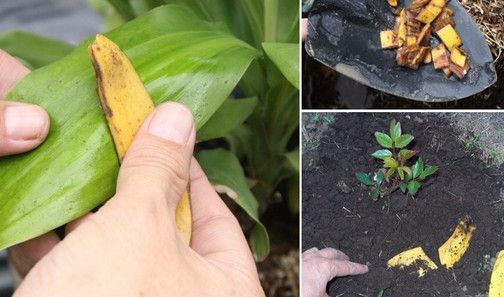 Естествено наторяване на цветята с обелките от банани