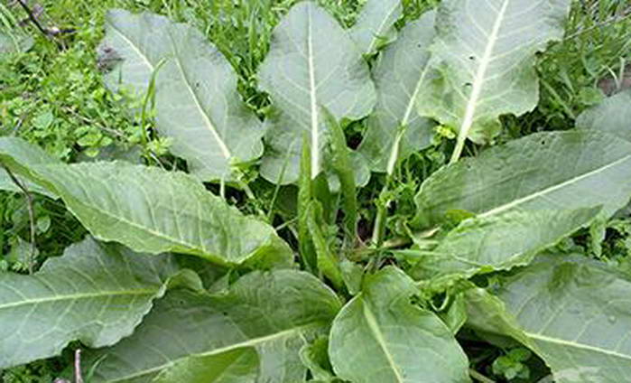 Лечебните свойства на листата от лапад – за какво помагат?