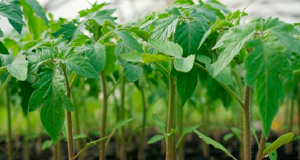 За градинари: Съвети за отглеждане на разсад домати и пипер