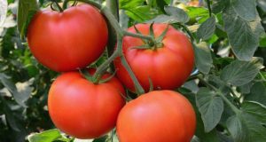 Отличен домашен тор който ще удвои вашата реколта от домати