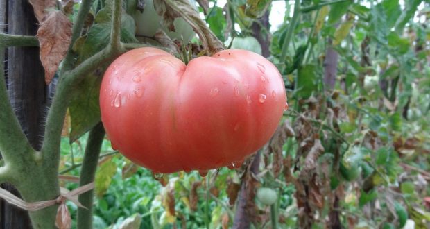 От дядо ми ги знам: Хитрините за засаждане на домати – растат над 2 метра
