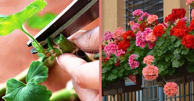 Какво да направим стъпка по стъпка за да цъфти мушкатото от март до ноември