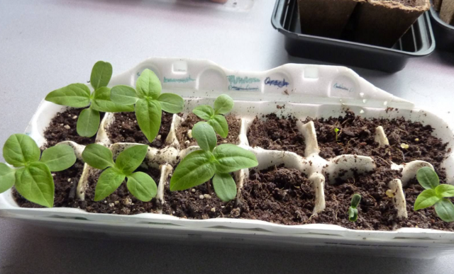 Бърз начин за засяване на семена: моркови лук репички