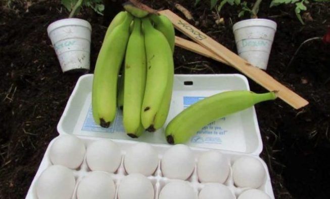 Зарових едно яйце и банан в двора… Резултатът задължително ще ви накара да пробвате и вие!