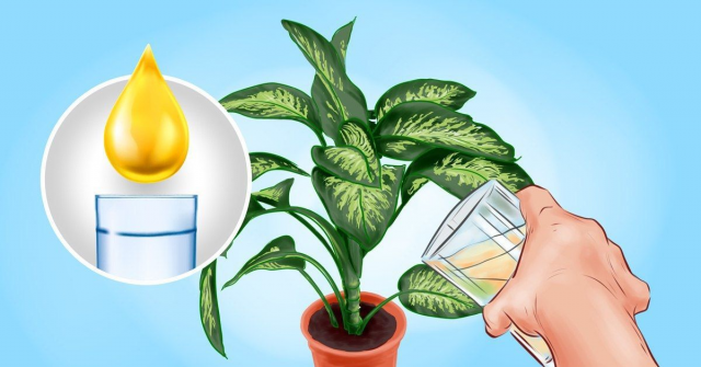 Лесен начин да се отървете от мушиците по стайните растения