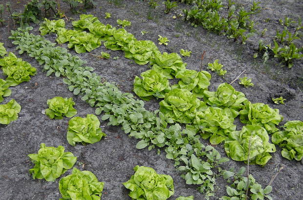 Полезен календар за любителите градинари: Ето какво можете да засеете през март