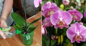 Направете си домашен тор за орхидеи - цветята ви ще растат и цъфтят обилно (точна рецепта)