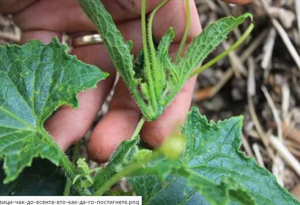 Издънки на помощ: Как да постигнете още повече реколта от краставици чак до есента?